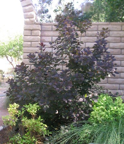 Smoke Bush Continus Coggygria