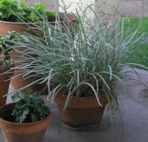 Society garlic tulbaghia violacae