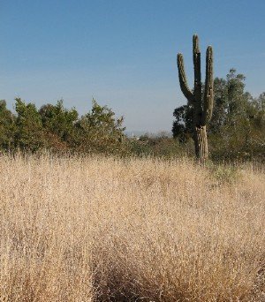 sonoran grasslands