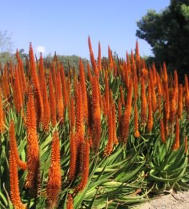 Spire aloes in bloom