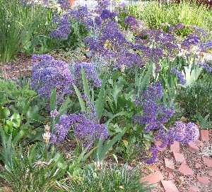 Statice limonium and iris perennials