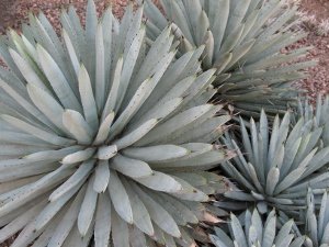 Succulent at Botanical Garden