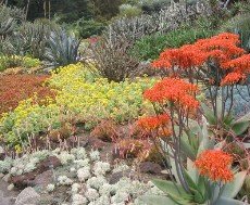 succulents in bloom 220