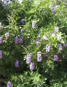 Texas Mountain Laurel Mescal Bean