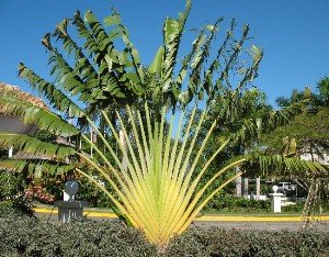 Traveler palm Dominican Republic