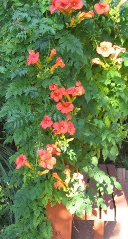 Trumpet creeper campsis radicans