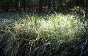 Variegated lirope turf lily