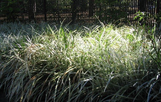 Variegated lirope turf lily