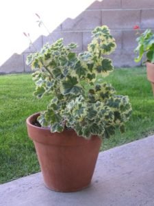arigated pelagornium geranium