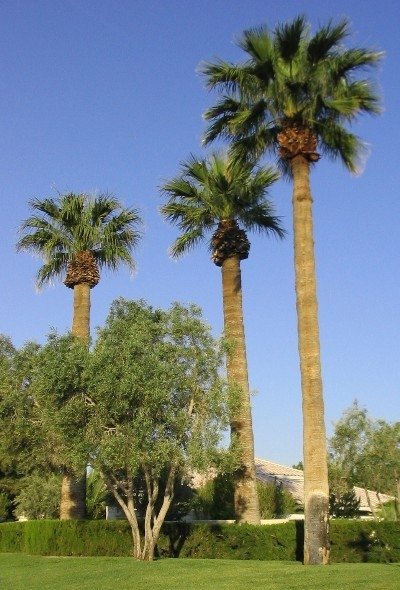 Washingtonia california fan palm