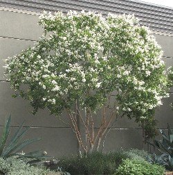 White Crape Myrtle