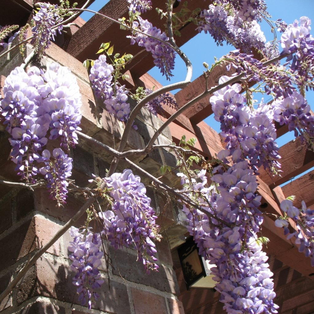 wisteria vine on arbor