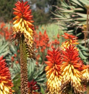 Aloe blooms in February