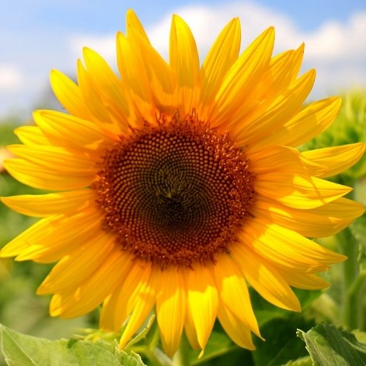 Ssunflower for icon