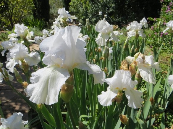 White iris Arlington Garden Pasadena