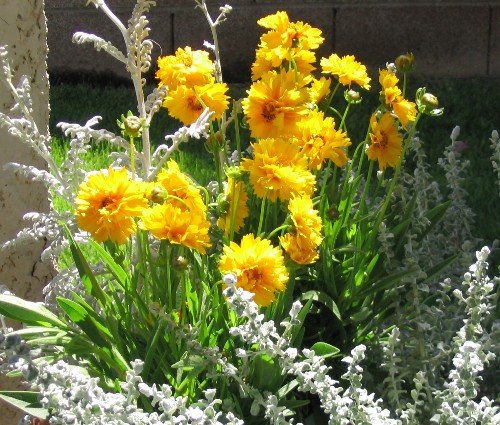 Coreopsis flowers