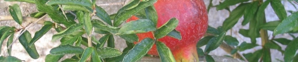 pomegranate leaves banner