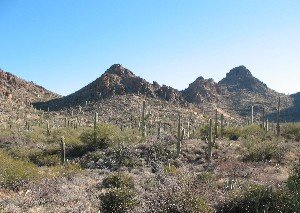 Saguaro National Park landscape