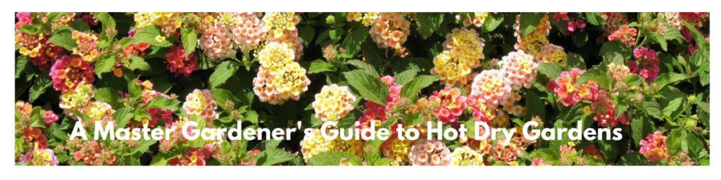 Lantana banner A Master Gardener's Guide