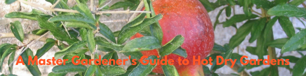 pomegranate banner hot gardens header