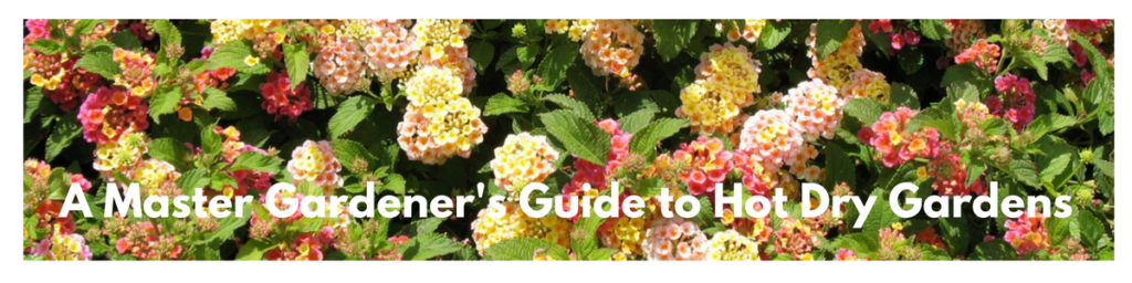 Lantana banner revised A Master Gardener's Guide