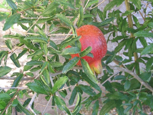 Ovocné stromy v Nevade