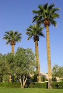 3 Washingtonia robusta fan palms
