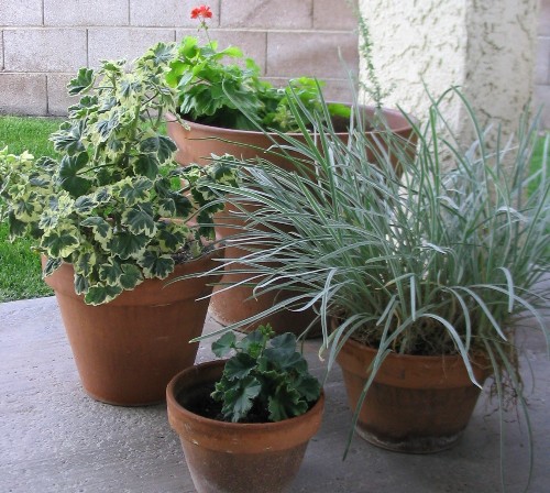 How To Prevent Death By Dehydration With Your Potted Plants - Hot ...