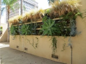 Drought tolerant plant wall Pershing Square (