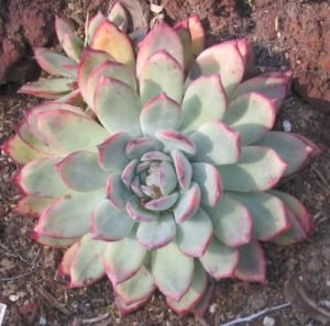 Succulent