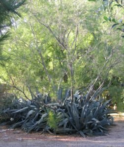 Desert Willow and agaves