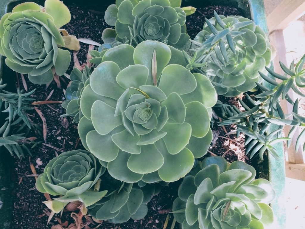 Succulents for gardens in hot dry climates