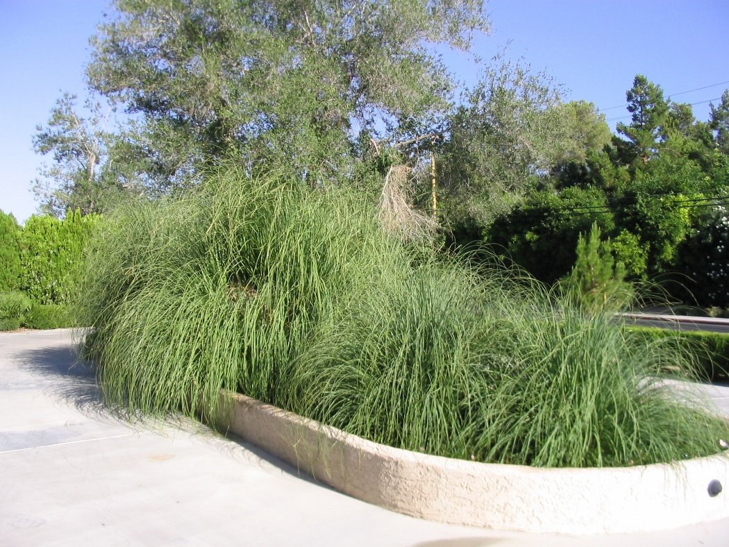 pampas grass waterless fountain