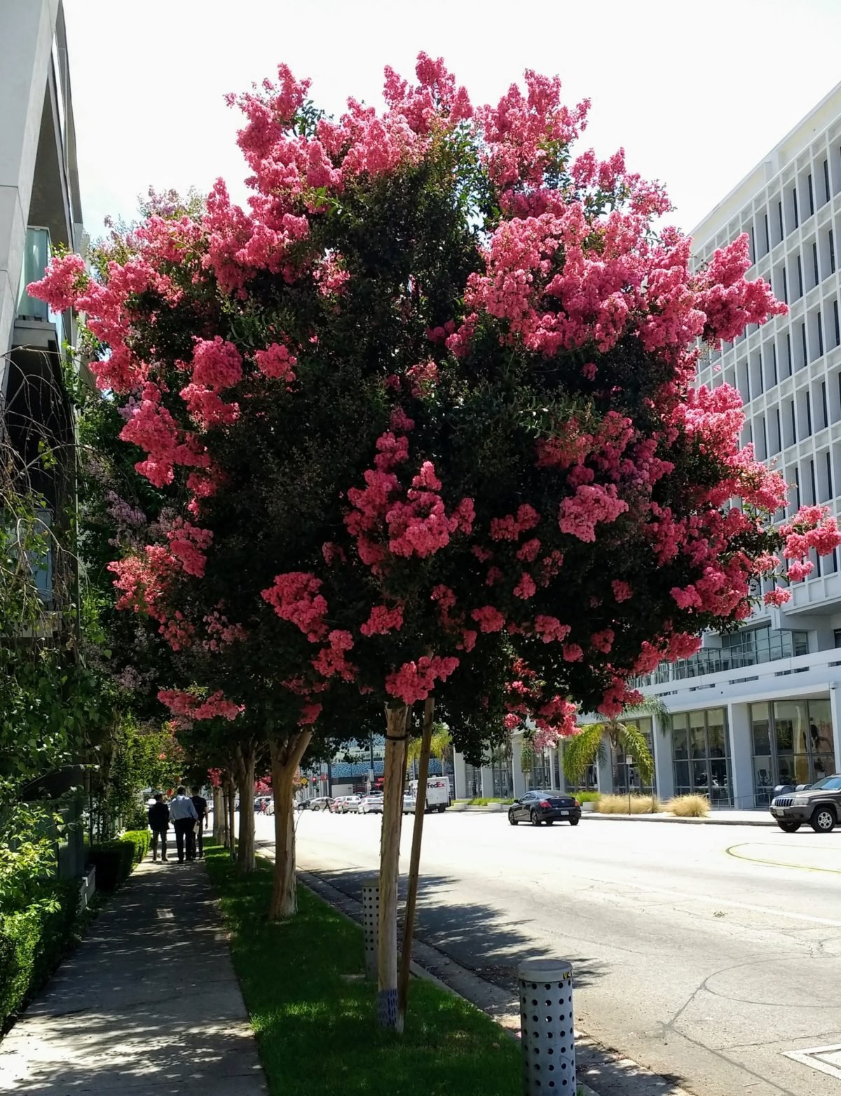 Ask Me Anything and tree planting deception