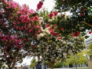 Crape myrtle white and pink