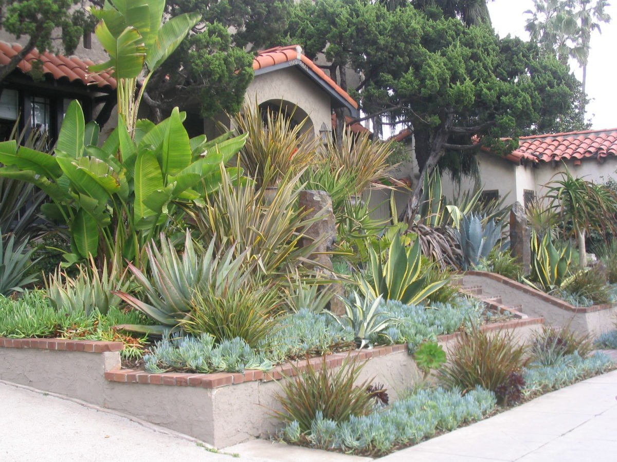 Before and After: A surprising drought tolerant succulent garden
