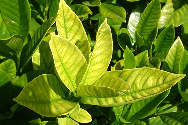 chlorosis shrub leaves
