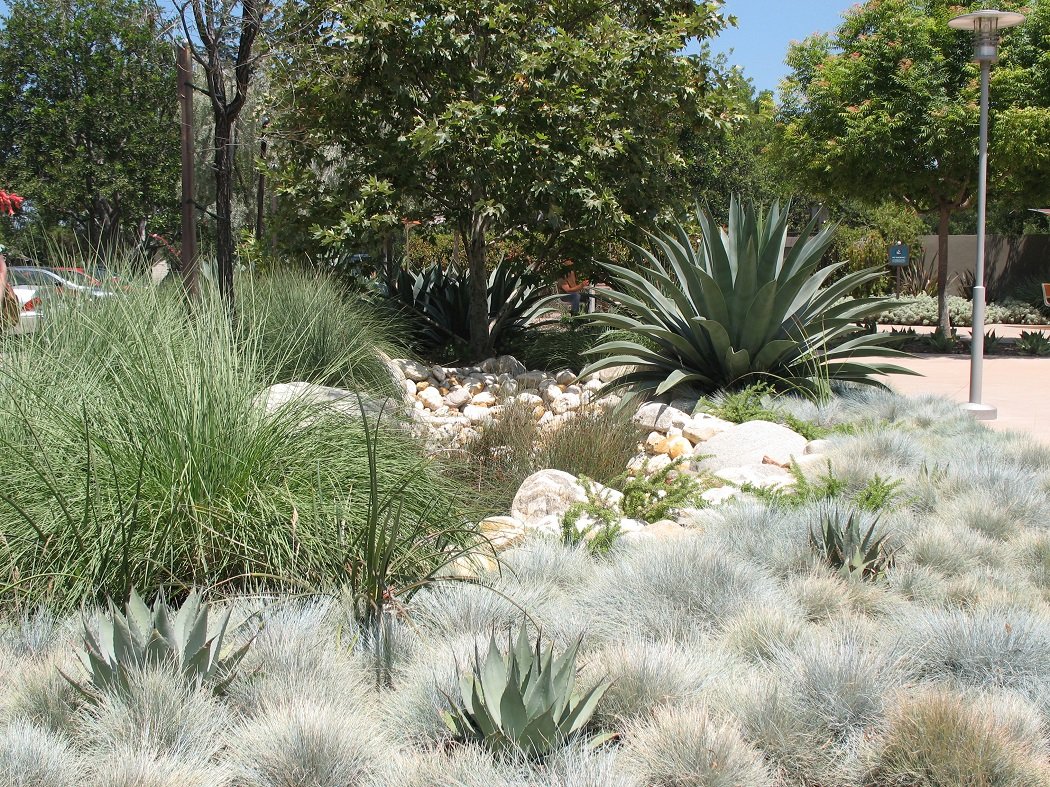 All hail Queen Agave new ruler of the front lawn replacement