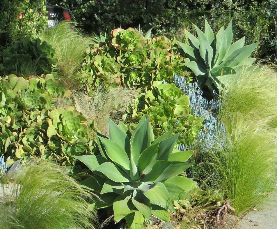 Agaves, Senecios, Mexican feather grass Hot Gardens