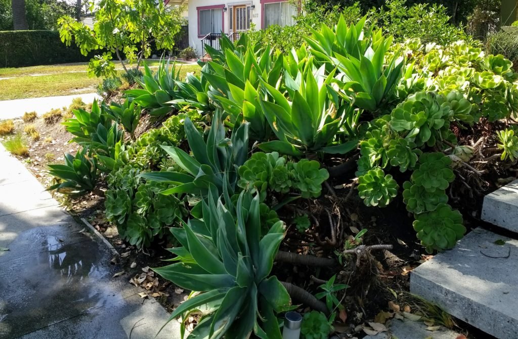 Agaves and aeonium garden Hot Gardens