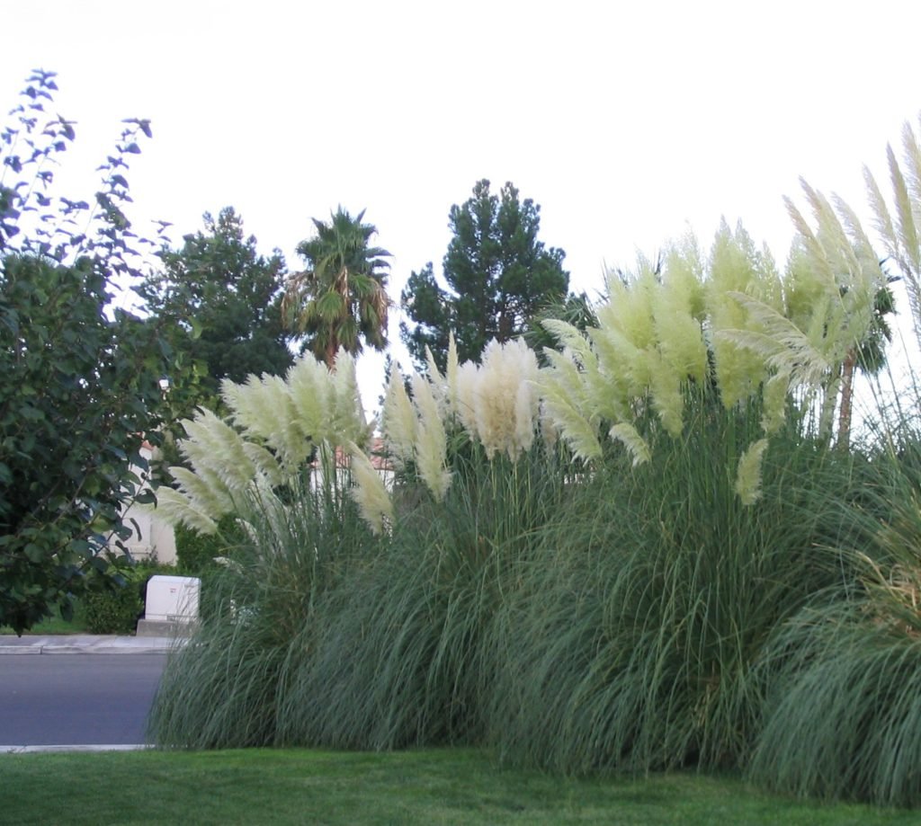 pampas grass hiding a wall