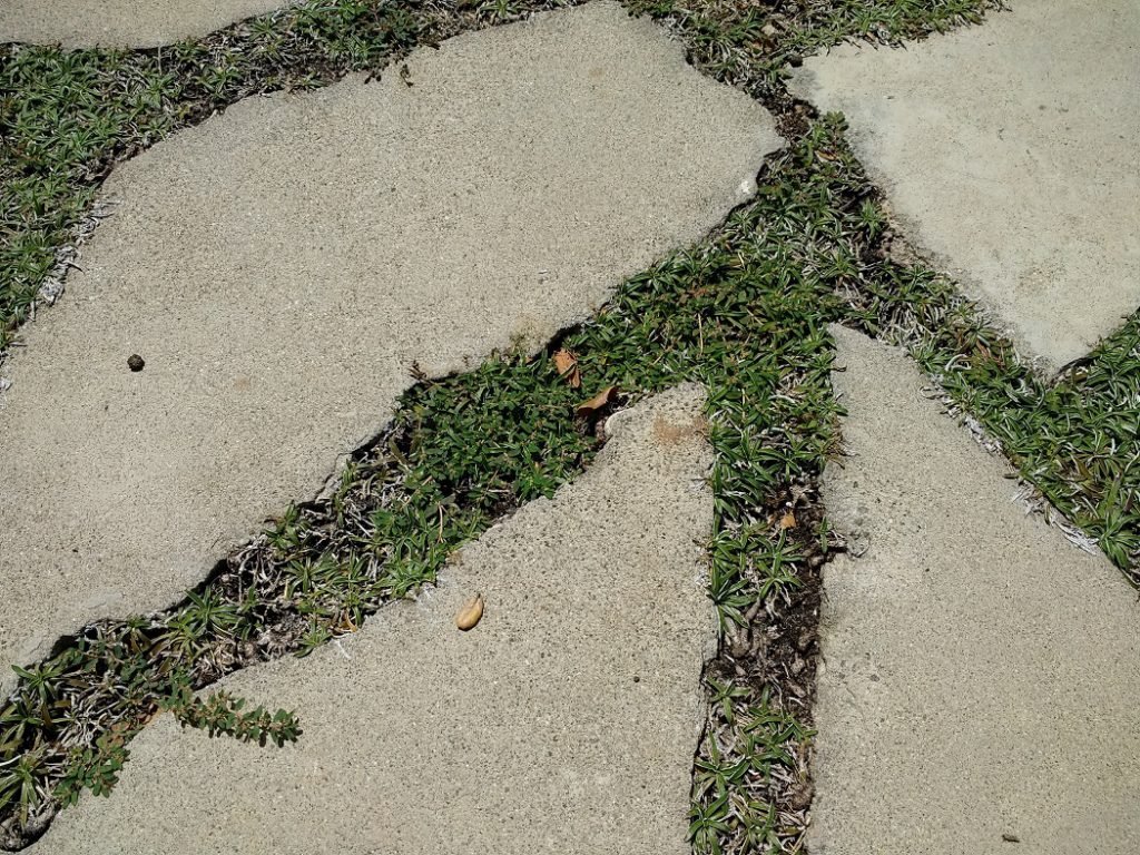 Dymondia ground cover with pavers Hot GArdens net