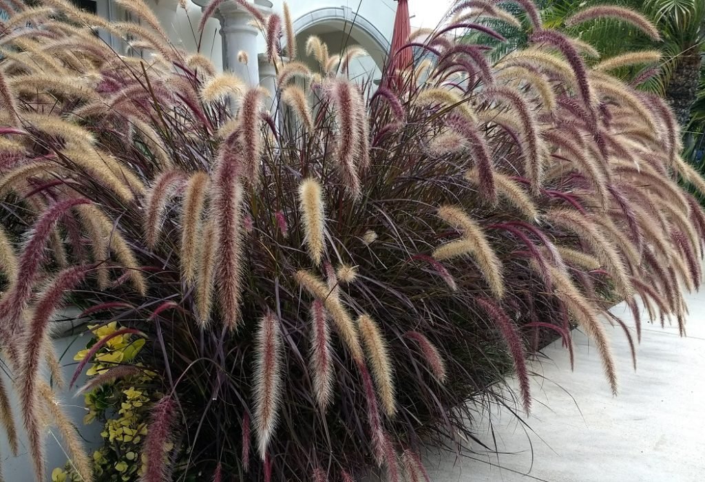 Pennisetum setaceum 'Rubrum' Hot Gardens