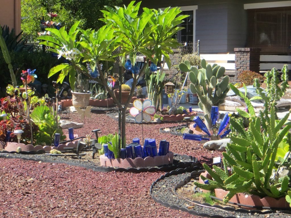 Plumeria tree Hot Gardens net