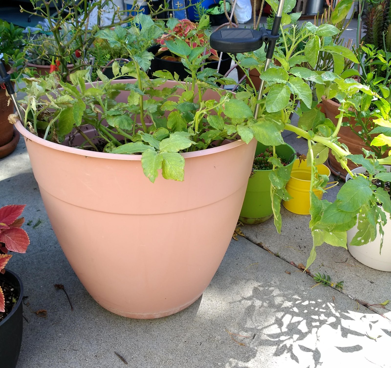 Success with Potatoes and how to grow them in a hot arid garden  Hot  Gardens