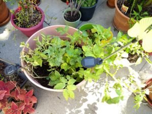 Potato plant in pot with water measurement Hot Gardens