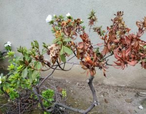 Azalea regrowing after sunburn