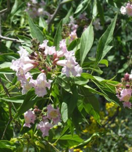 Chitalpa taskentensis flowers in summer Hot Gardens