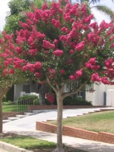 Crape myrtle