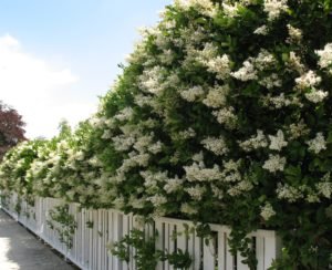 Ligustrum japonicum privet hedge in bloom